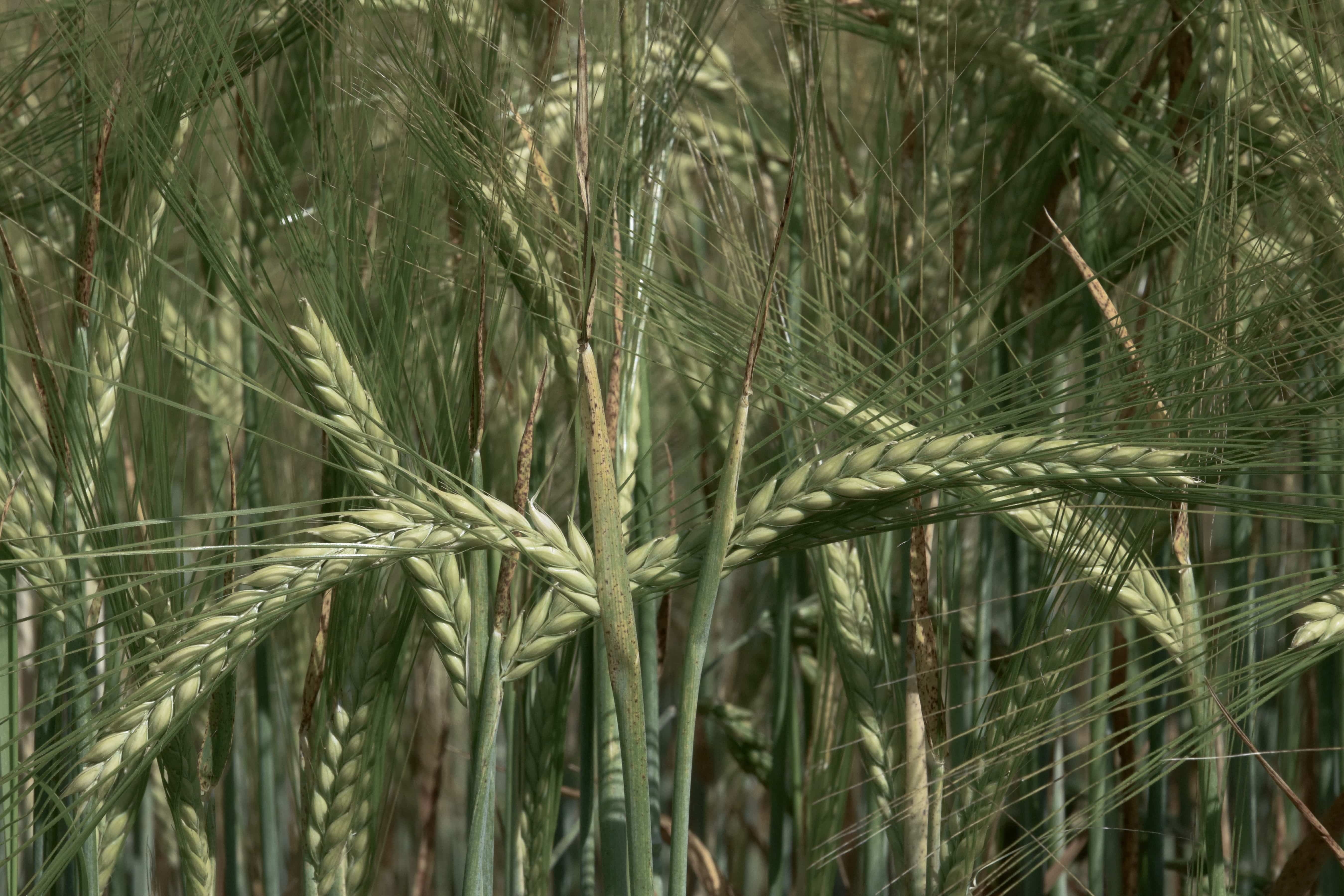 Grano